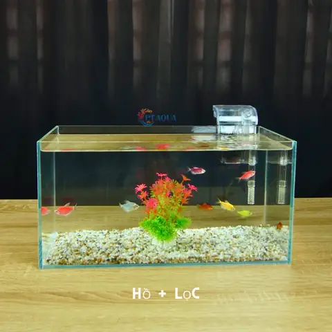 Nuôi Cá Cảnh Nhỏ: Hướng Dẫn Chi Tiết Cho Bể Mini & Chọn Cá Dễ Nuôi Nuôi Cá Cảnh Nhỏ: Hướng Dẫn Chi Tiết Cho Bể Mini & Chọn Cá Dễ Nuôi