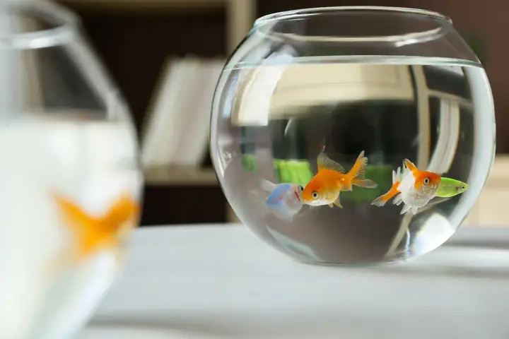 Nuôi Cá Cảnh Nhỏ: Hướng Dẫn Chi Tiết Cho Bể Mini & Chọn Cá Dễ Nuôi Nuôi Cá Cảnh Nhỏ: Hướng Dẫn Chi Tiết Cho Bể Mini & Chọn Cá Dễ Nuôi