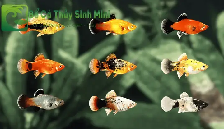Nuôi Cá Cảnh Nhỏ: Hướng Dẫn Chi Tiết Cho Bể Mini & Chọn Cá Dễ Nuôi Nuôi Cá Cảnh Nhỏ: Hướng Dẫn Chi Tiết Cho Bể Mini & Chọn Cá Dễ Nuôi