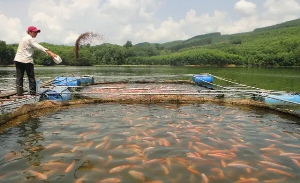 Nuôi Cá Cảnh Tiếng Anh Là Gì? Định Nghĩa Và Thuật Ngữ Liên Quan Nuôi Cá Cảnh Tiếng Anh Là Gì? Định Nghĩa Và Thuật Ngữ Liên Quan