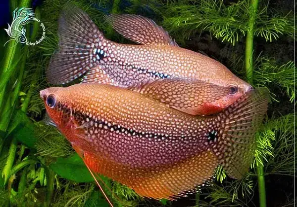 Hướng Dẫn Nuôi Cá Cảnh Trong Bể Kính Toàn Diện Cho Người Mới Bắt Đầu