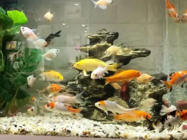 Hướng Dẫn Nuôi Cá Cảnh Trong Bể Kính Toàn Diện Cho Người Mới Bắt Đầu