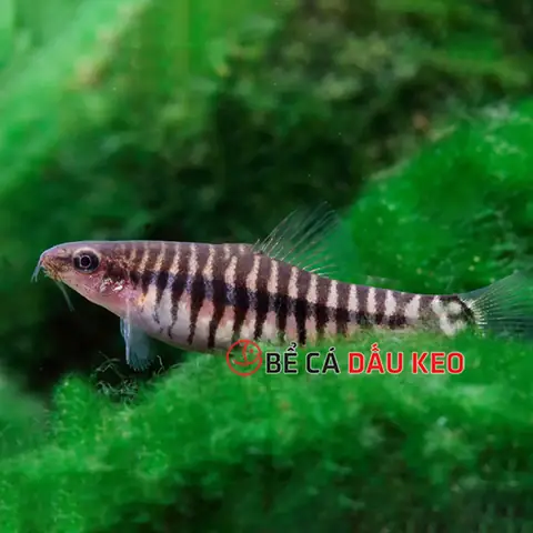 Nuôi Cá Chạch Làm Cảnh: Các Loại Phổ Biến & Hướng Dẫn Chi Tiết
