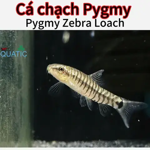 Nuôi Cá Chạch Làm Cảnh: Các Loại Phổ Biến & Hướng Dẫn Chi Tiết