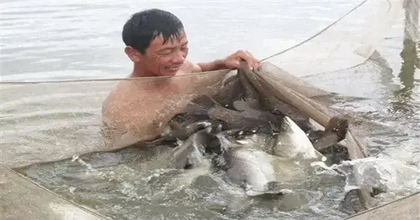 Hướng Dẫn Kỹ Thuật Nuôi Cá Chẽm Nước Mặn Hiệu Quả Từ A-z Hướng Dẫn Kỹ Thuật Nuôi Cá Chẽm Nước Mặn Hiệu Quả Từ A-z