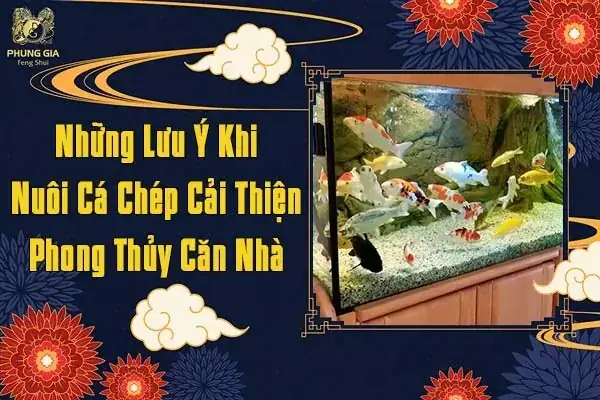 Nuôi Cá Chép Phong Thủy: Ý Nghĩa, Cách Chọn, Bố Trí & Vạn Sự Như Ý