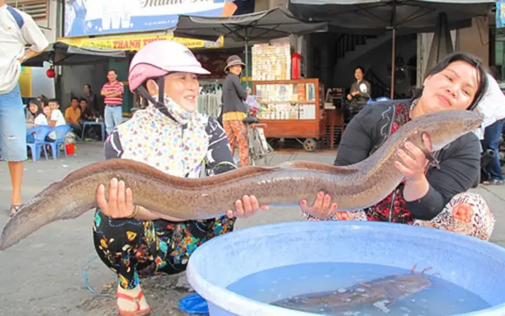 Hướng Dẫn Nuôi Cá Chình Biển Hiệu Quả: Kỹ Thuật & Kinh Nghiệm Thành Công