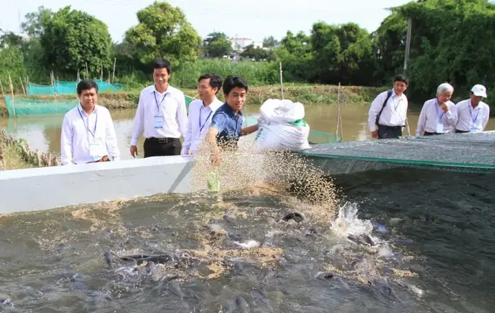 Hướng Dẫn Chi Tiết Cách Nuôi Cá Da Trơn Hiệu Quả Cho Người Mới Bắt Đầu Hướng Dẫn Chi Tiết Cách Nuôi Cá Da Trơn Hiệu Quả Cho Người Mới Bắt Đầu