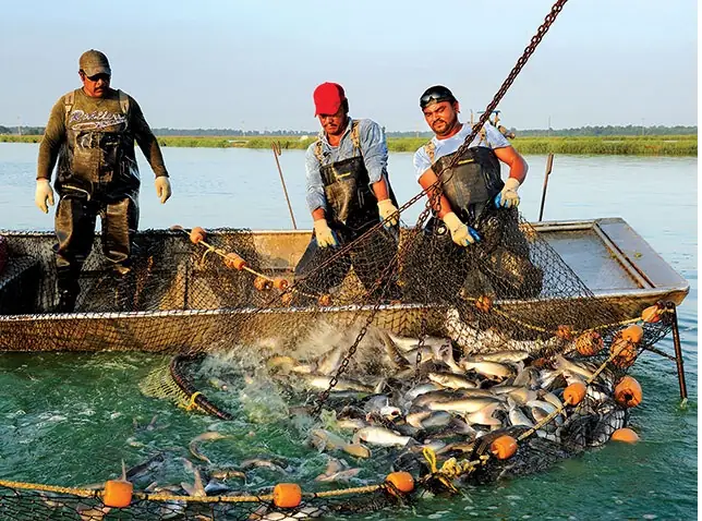 Hướng Dẫn Chi Tiết Cách Nuôi Cá Da Trơn Hiệu Quả Cho Người Mới Bắt Đầu Hướng Dẫn Chi Tiết Cách Nuôi Cá Da Trơn Hiệu Quả Cho Người Mới Bắt Đầu