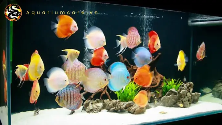 Nuôi Cá Đĩa Phong Thủy: Hướng Dẫn Chi Tiết Để Đón Tài Lộc & Mang Vượng Khí