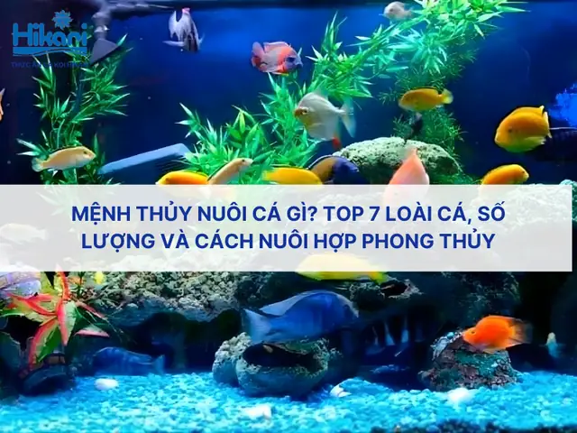 Nuôi Cá Gì Hợp Phong Thủy Để Chiêu Tài Lộc & May Mắn Theo Tuổi, Mệnh?