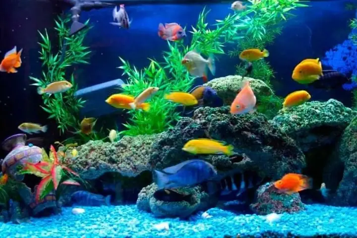 Nuôi Cá Gì Hợp Phong Thủy Để Chiêu Tài Lộc & May Mắn Theo Tuổi, Mệnh?