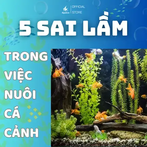 Top 5+ Loài Cá Cảnh Ít Thay Nước Nhất Cho Người Bận Rộn Top 5+ Loài Cá Cảnh Ít Thay Nước Nhất Cho Người Bận Rộn