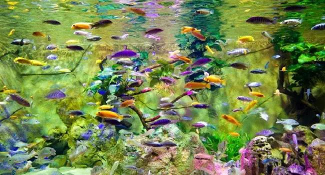 Top 5+ Loài Cá Cảnh Ít Thay Nước Nhất Cho Người Bận Rộn Top 5+ Loài Cá Cảnh Ít Thay Nước Nhất Cho Người Bận Rộn