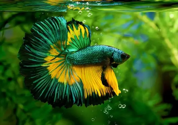 Top 5+ Loài Cá Cảnh Ít Thay Nước Nhất Cho Người Bận Rộn Top 5+ Loài Cá Cảnh Ít Thay Nước Nhất Cho Người Bận Rộn