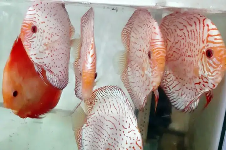 Nuôi Cá Gì Làm Giàu? Top Loài Cá Lợi Nhuận Cao Dễ Nuôi Nhất Hiện Nay Nuôi Cá Gì Làm Giàu? Top Loài Cá Lợi Nhuận Cao Dễ Nuôi Nhất Hiện Nay