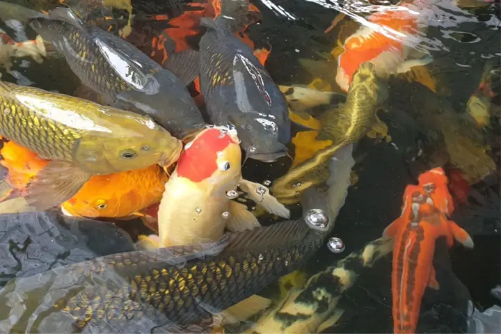 Nuôi Cá Gì Làm Giàu? Top Loài Cá Lợi Nhuận Cao Dễ Nuôi Nhất Hiện Nay Nuôi Cá Gì Làm Giàu? Top Loài Cá Lợi Nhuận Cao Dễ Nuôi Nhất Hiện Nay