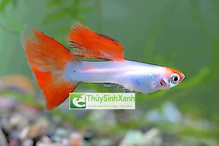 Nuôi Cá Gì Mau Lớn, Nhanh Thu Hoạch & Lợi Nhuận Cao: Bí Quyết Chọn Giống Cá Kinh Tế