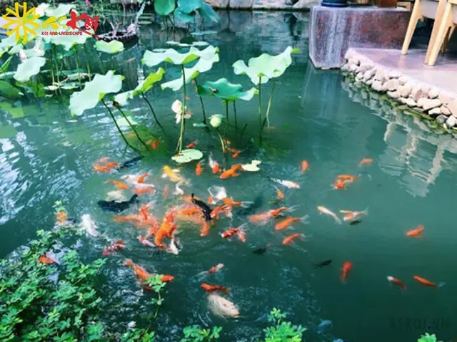 Nuôi Cá Gì Trong Hồ Sen: Lựa Chọn Phù Hợp Mang Lại Lợi Ích Kinh Tế