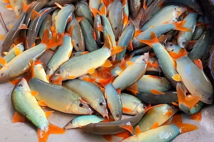 Kỹ Thuật Nuôi Cá Heo Nước Ngọt Trong Ao Đất Hiệu Quả Kinh Tế Cao