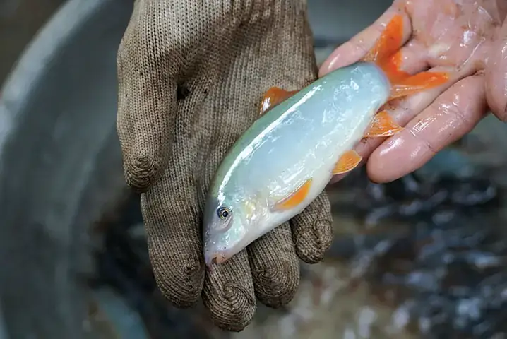 Kỹ Thuật Nuôi Cá Heo Nước Ngọt Trong Ao Đất Hiệu Quả Kinh Tế Cao