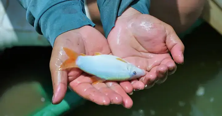 Kỹ Thuật Nuôi Cá Heo Nước Ngọt Trong Ao Đất Hiệu Quả Kinh Tế Cao