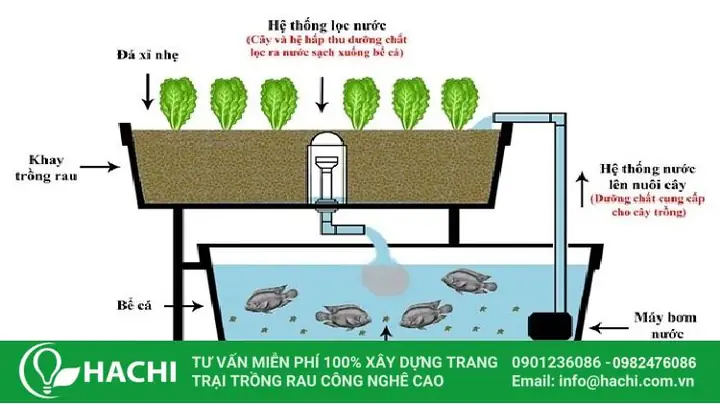 Mô Hình Nuôi Cá Kết Hợp: Bí Quyết Nhân Đôi Thu Nhập & Nông Nghiệp Bền Vững