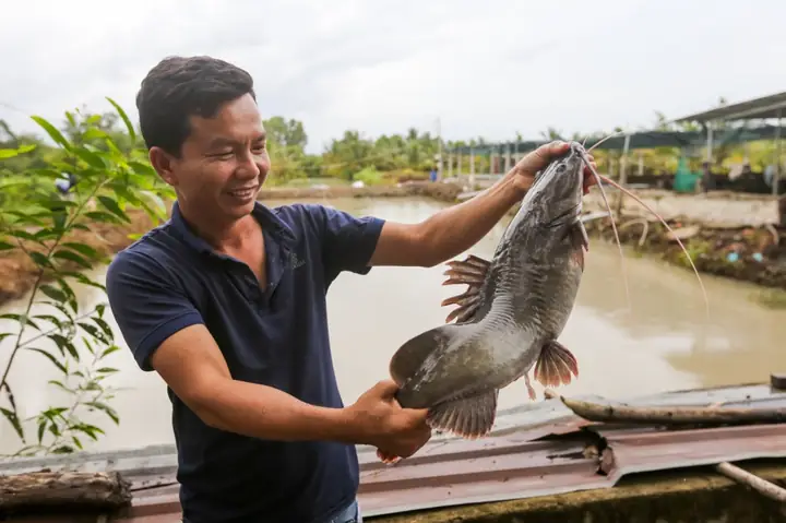 Nuôi Cá Lăng Miền Bắc: Kỹ Thuật, Mô Hình Và Kinh Nghiệm Thành Công