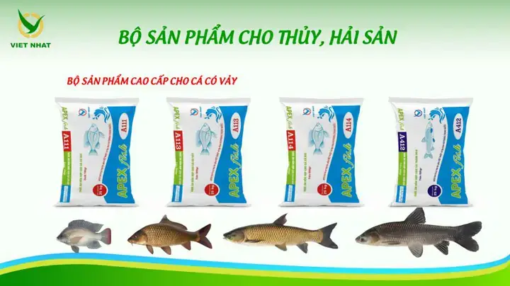 Nuôi Cá Lăng Miền Bắc: Kỹ Thuật, Mô Hình Và Kinh Nghiệm Thành Công