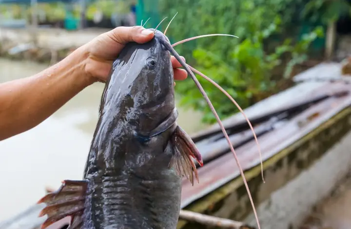 Nuôi Cá Lăng Miền Bắc: Kỹ Thuật, Mô Hình Và Kinh Nghiệm Thành Công