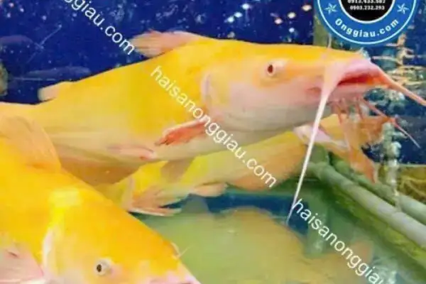 Hướng Dẫn Nuôi Cá Lăng Vàng Toàn Diện: Từ Kỹ Thuật Đến Hiệu Quả Kinh Tế