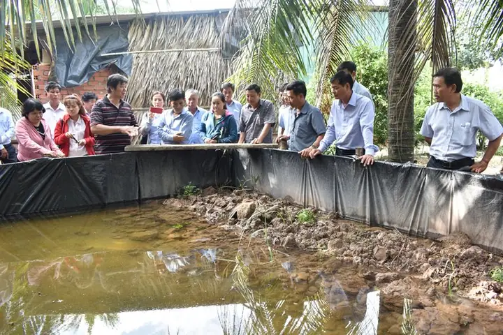 Hướng Dẫn Chi Tiết Cách Nuôi Cá Lóc Trong Bồn Hiệu Quả Từ A-z