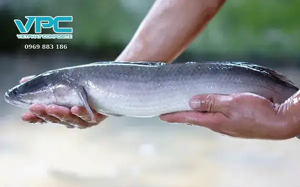 Hướng Dẫn Chi Tiết Cách Nuôi Cá Lóc Trong Bồn Hiệu Quả Từ A-z