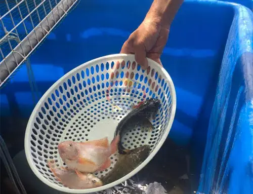 Nuôi Cá Lóc Trong Thùng Nhựa: Hướng Dẫn Chi Tiết & Kinh Nghiệm Hay Nuôi Cá Lóc Trong Thùng Nhựa: Hướng Dẫn Chi Tiết & Kinh Nghiệm Hay