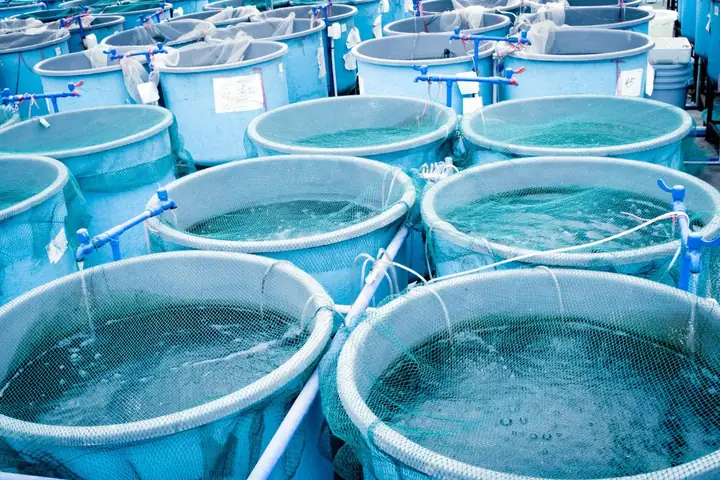 Nuôi Cá Lóc Trong Thùng Nhựa: Hướng Dẫn Chi Tiết & Kinh Nghiệm Hay Nuôi Cá Lóc Trong Thùng Nhựa: Hướng Dẫn Chi Tiết & Kinh Nghiệm Hay