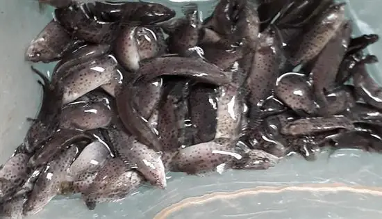 Kỹ Thuật Nuôi Cá Mú Trong Ao Đất Hiệu Quả Cho Người Mới Bắt Đầu