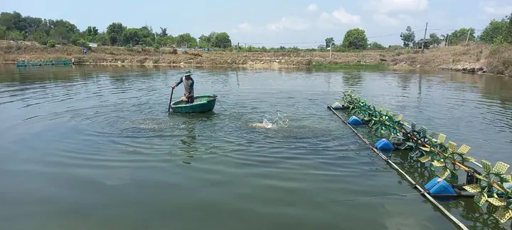 Kỹ Thuật Nuôi Cá Mú Trong Ao Đất Hiệu Quả Cho Người Mới Bắt Đầu