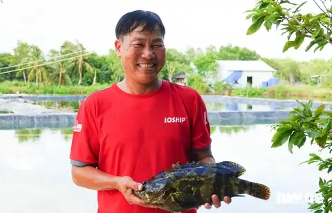 Kỹ Thuật Nuôi Cá Mú Trong Ao Đất Hiệu Quả Cho Người Mới Bắt Đầu