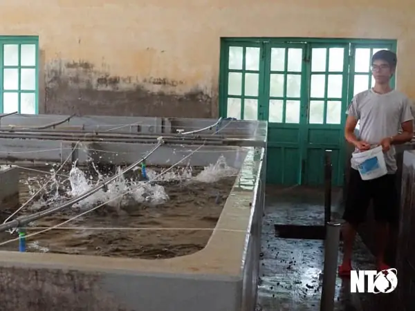 Hướng Dẫn Chi Tiết Kỹ Thuật Nuôi Cá Mú Trong Bể Xi Măng Hiệu Quả