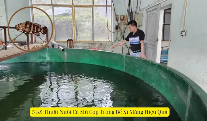 Hướng Dẫn Chi Tiết Kỹ Thuật Nuôi Cá Mú Trong Bể Xi Măng Hiệu Quả