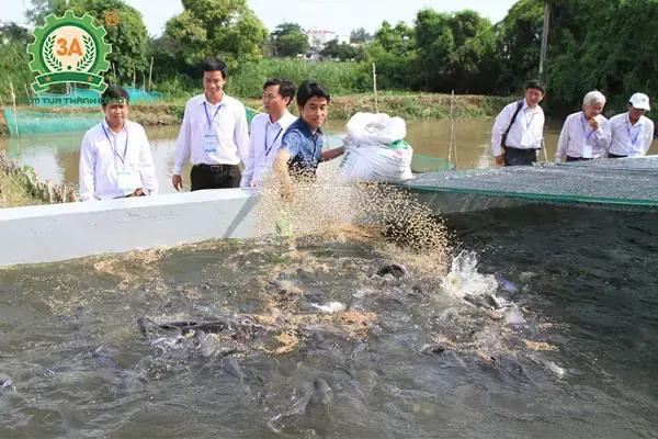 Hướng Dẫn Chi Tiết Kỹ Thuật Nuôi Cá Mú Trong Bể Xi Măng Hiệu Quả