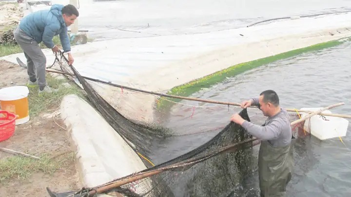 Nuôi Cá Mùa Đông: Cách Giữ Ấm, Chăm Sóc Và Phòng Bệnh Hiệu Quả