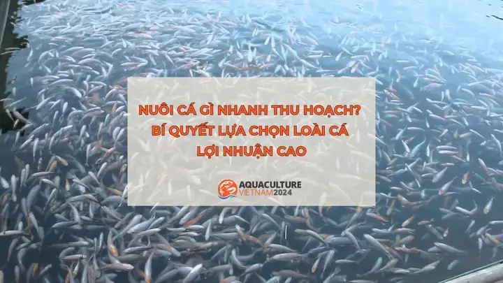 Nuôi Cá Ngắn Ngày: Chọn Loài Nào Để Thu Lợi Nhuận Cao Nhanh Chóng?