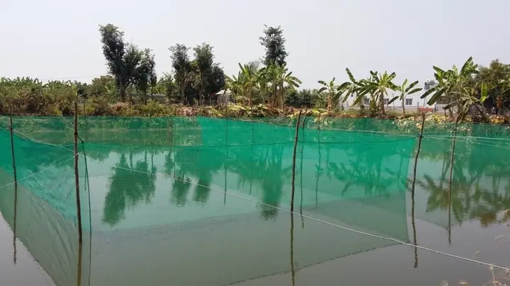 Hướng Dẫn Chi Tiết Kỹ Thuật Nuôi Cá Quả (cá Lóc) Trong Ao Đất Đạt Năng Suất Cao Hướng Dẫn Chi Tiết Kỹ Thuật Nuôi Cá Quả (cá Lóc) Trong Ao Đất Đạt Năng Suất Cao