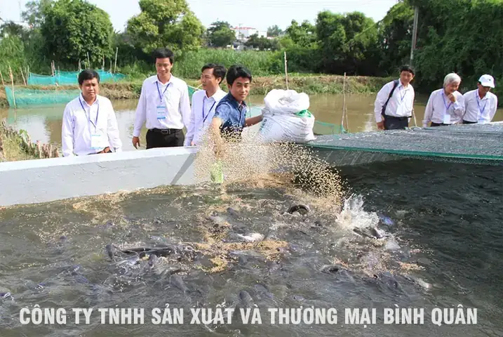 Hướng Dẫn Chi Tiết Kỹ Thuật Nuôi Cá Quả (cá Lóc) Trong Ao Đất Đạt Năng Suất Cao Hướng Dẫn Chi Tiết Kỹ Thuật Nuôi Cá Quả (cá Lóc) Trong Ao Đất Đạt Năng Suất Cao