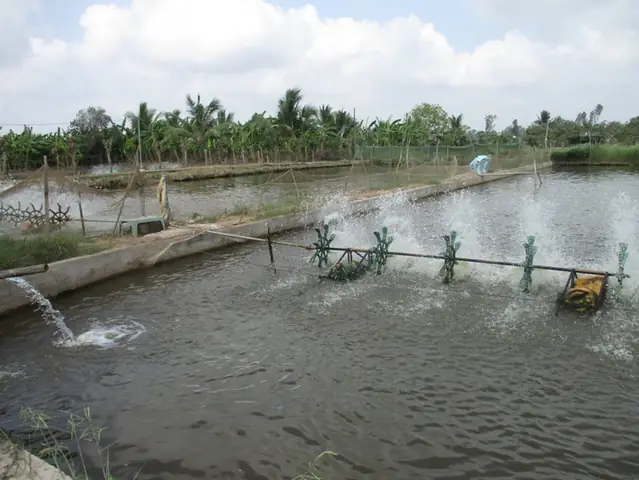 Hướng Dẫn Chi Tiết Kỹ Thuật Nuôi Cá Quả (cá Lóc) Trong Ao Đất Đạt Năng Suất Cao Hướng Dẫn Chi Tiết Kỹ Thuật Nuôi Cá Quả (cá Lóc) Trong Ao Đất Đạt Năng Suất Cao