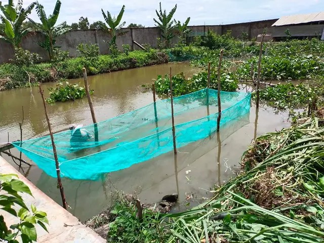 Hướng Dẫn Nuôi Cá Rô Đầu Vuông Trong Bể Xi Măng Hiệu Quả Cao