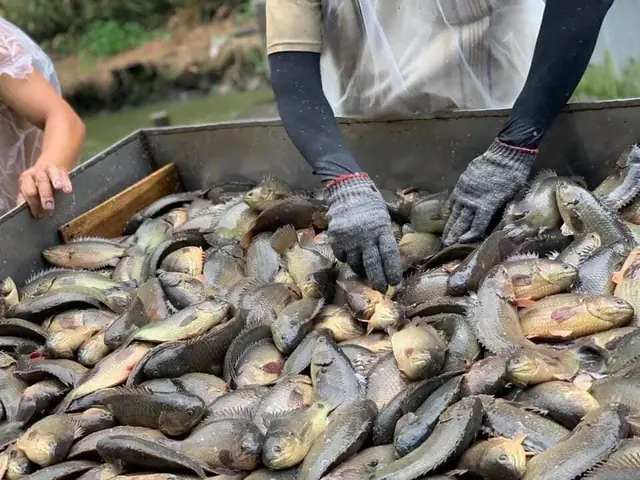Hướng Dẫn Nuôi Cá Rô Đầu Vuông Trong Bể Xi Măng Hiệu Quả Cao