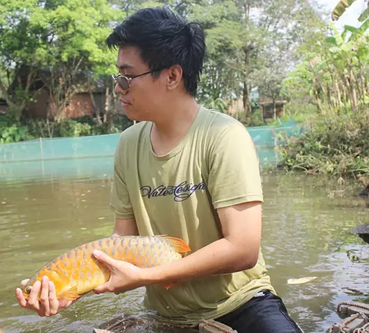 Hướng Dẫn Chi Tiết Cách Nuôi Cá Rồng Trong Ao: Từ A-z An Toàn