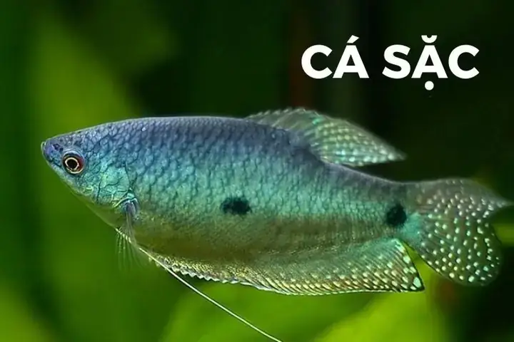 Hướng Dẫn Chi Tiết Nuôi Cá Sặc Điệp: Từ Chuẩn Bị Đến Chăm Sóc